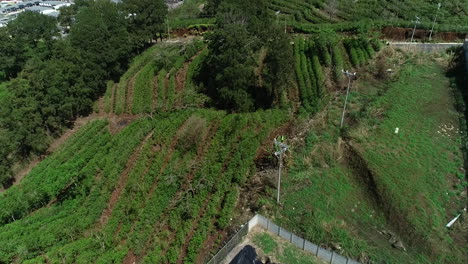 coffee-plantation-near-residential-houses-next-to-retention-lagoon,-aerial-video