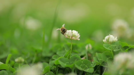 Abeja-Melífera-Recolectando-Polen-En-Una-Flor-Blanca-Y-Luego-Volando