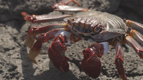 Primer-Plano-De-Cangrejos-Rojos-En-Las-Rocas