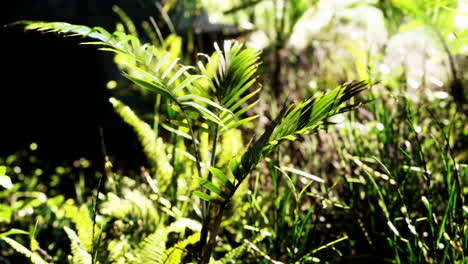 sun shining into tropical forest