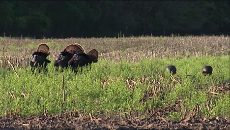 Four-Wild-Male-Turkeys-(Meleagris-Gallopavo)-Displaying-And-Two-Jakes-(Young-Males)-2013