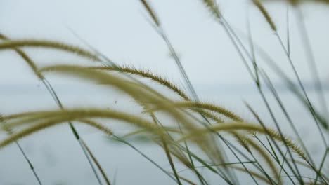 grass spikelets, wild plant swaying in the breeze,steadi shot,focus shift