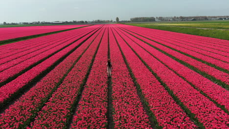 mujer de moda en un vestido marrón corriendo en el campo de tulipanes en flor, los países bajos