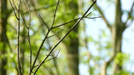 Hooded Warbler peacefully looking around perched on branch before flying off