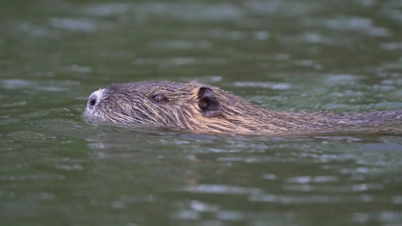 Nutria, o coipo, deslizándose suavemente sobre la superficie de un río verde, con la cabeza fuera del agua en primer plano.