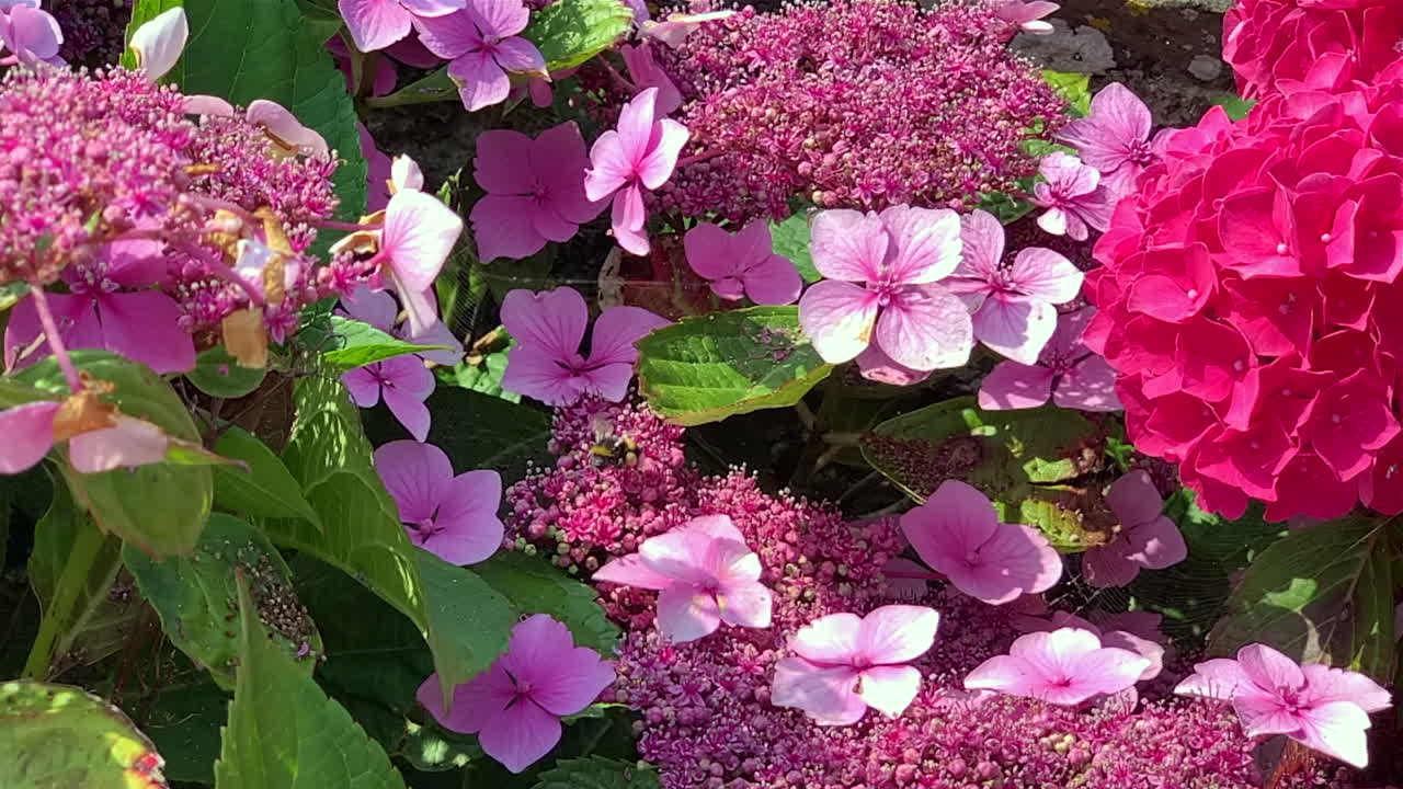 Bumble Bee Moving Around Lace Cap Hydrangeas in Slow Motion