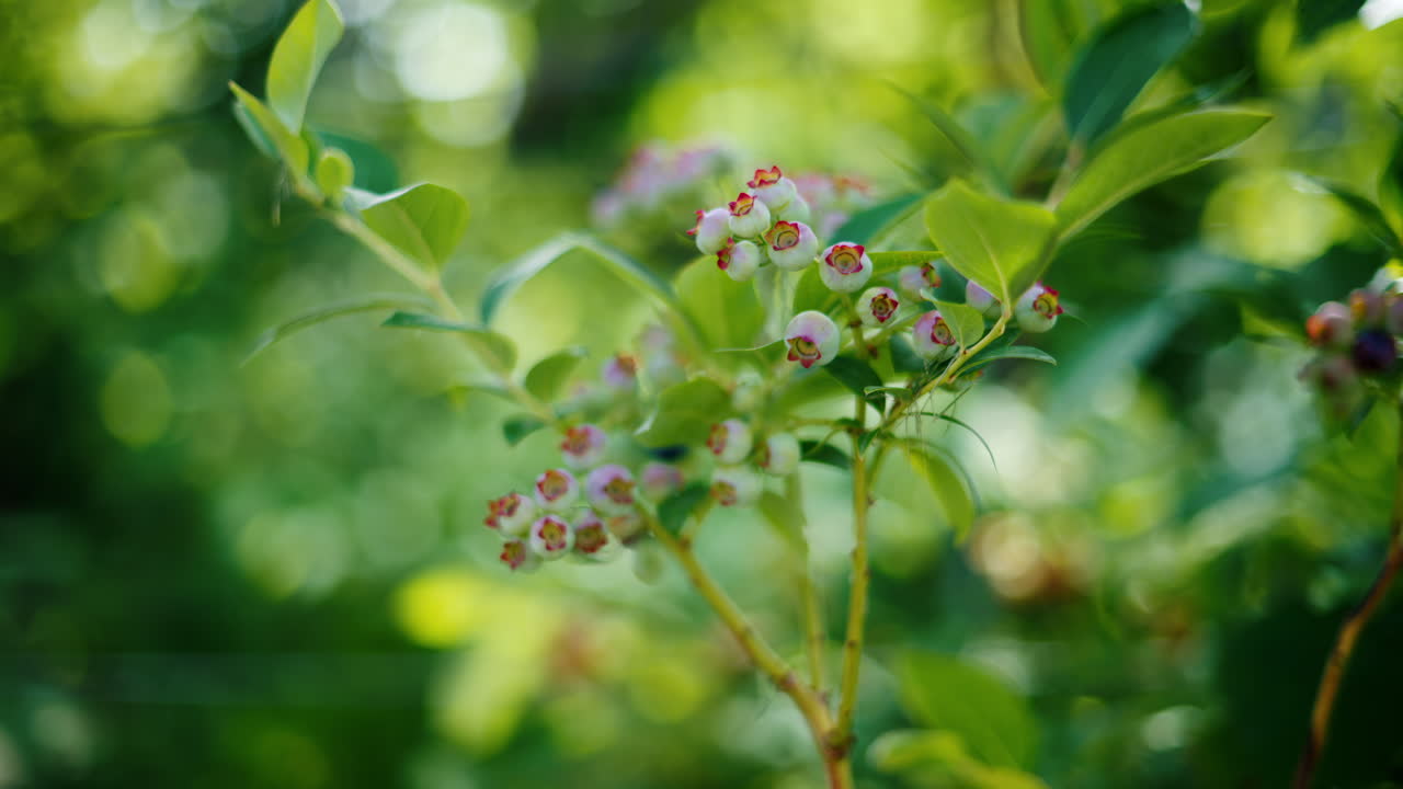 Close up of unripe blueberries on a bush branch