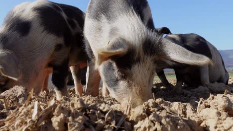 young spotted pigs looking for food in soil of farm during sunny day and blue sky