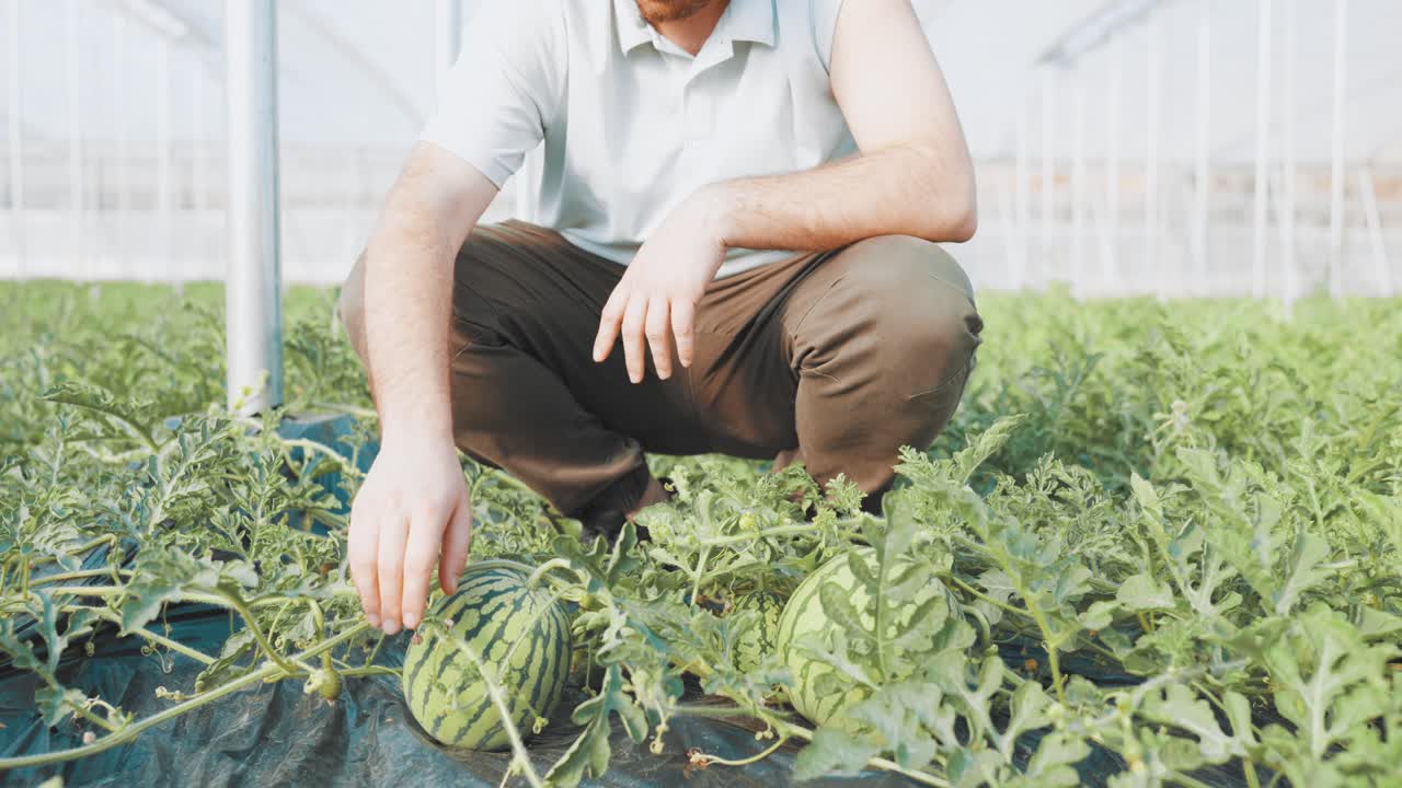 Farmer examining watermelons growing in greenhouse