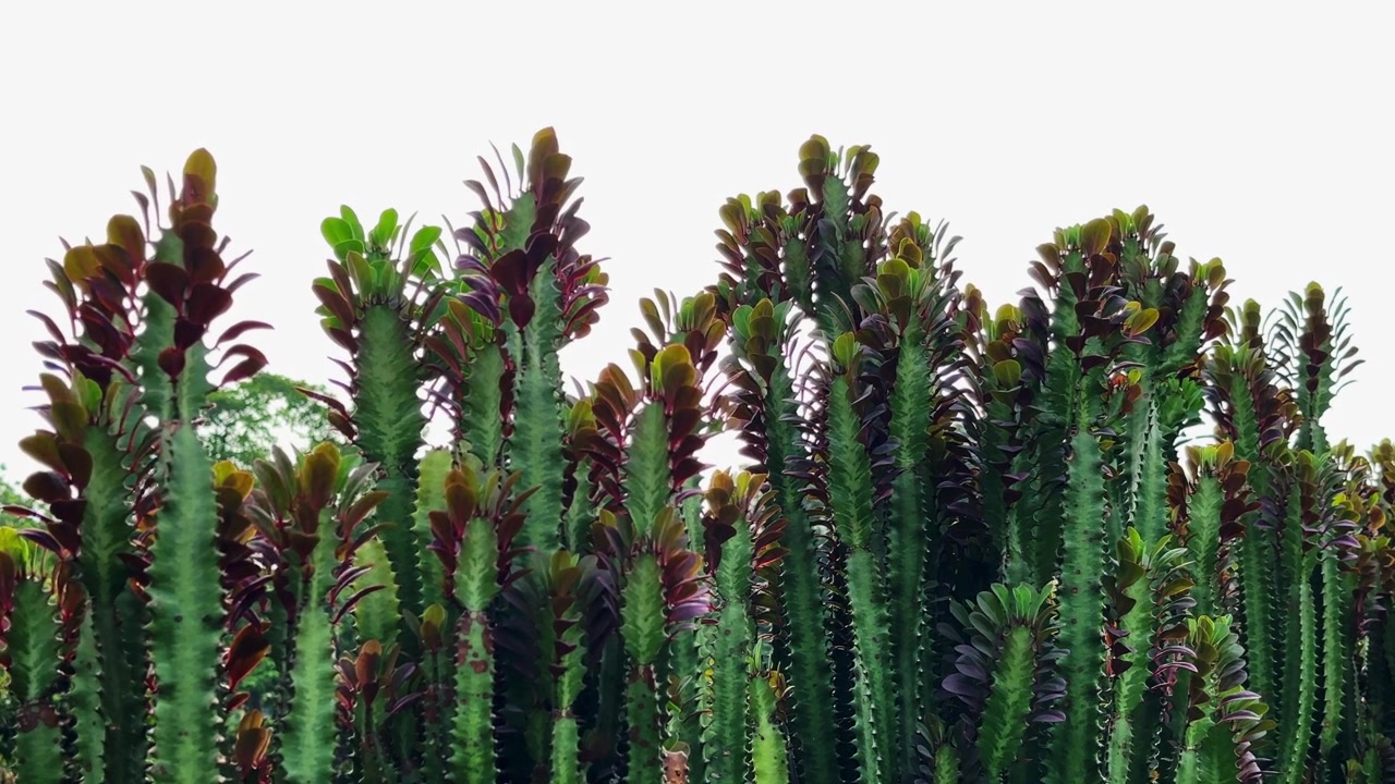 Primo piano di un denso grappolo di piante di Albero del latte africano che ondeggiano dolcemente nella brezza, mostrando steli succulenti scultorei e fogliame colorato