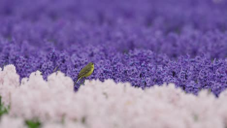 yellow bird in a field of purple and white hyacinths