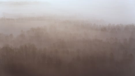 drone flight above forest silhouette in gloomy misty forest backlit by daylight