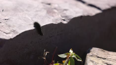 Schwarze-Fuzzy-Raupe,-Die-Auf-Einem-Felsen-Läuft-Und-Dann-über-Die-Kante-Fällt