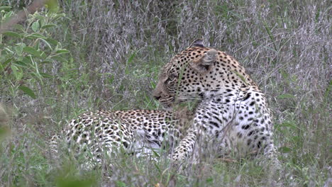 leopard grooms, looks into distance listening. gimbal shot