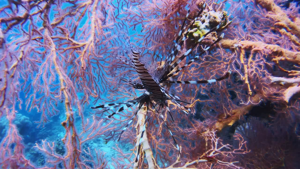 qué pez tan táctico.