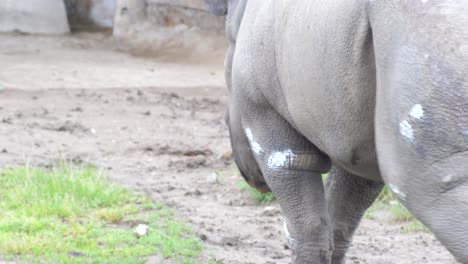 rinoceronte hembra caminando de derecha a izquierda a través de un campo fangoso con marcas de tiza en su cuerpo