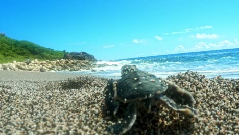 new born sea turtle emerge from sands and crawling towards the ocean