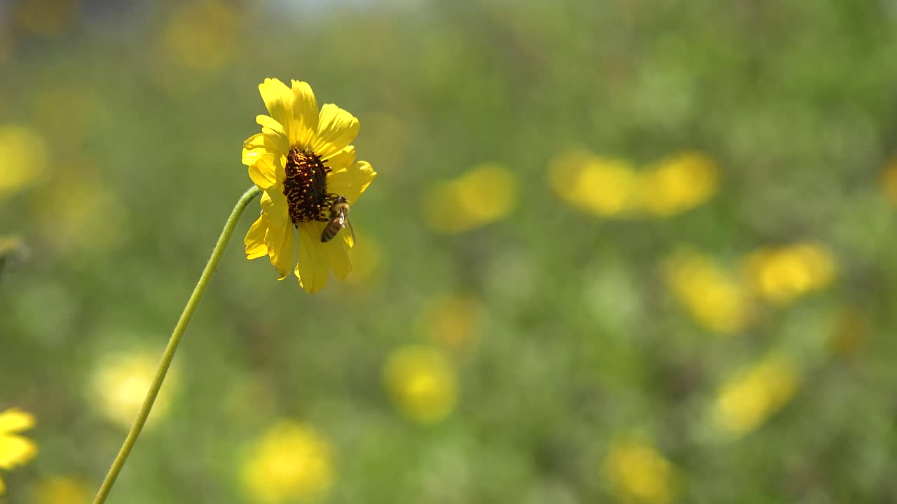 Primo piano estremo di un'ape che atterra su un fiore selvatico giallo per impollinarlo 1.