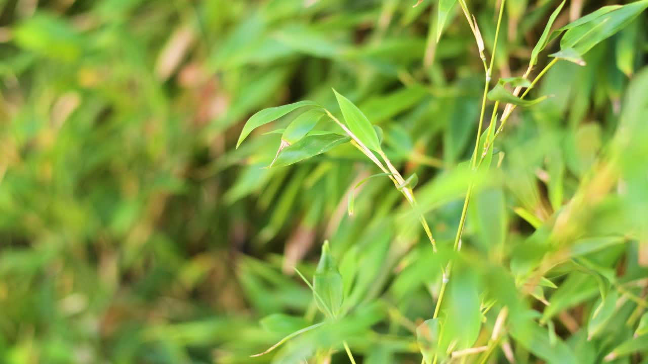 hojas de bambú balanceándose suavemente en la brisa