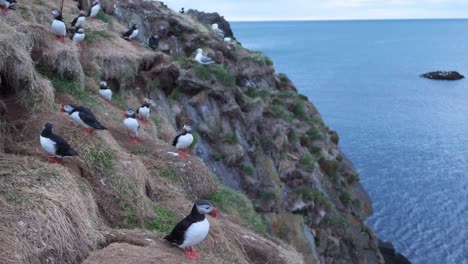 Papageientaucher-Sitzen-Auf-Einer-Grasbewachsenen-Klippe-Mit-Blick-Auf-Den-Ozean-In-Island