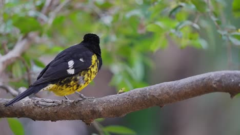 a small tame black backed grosbeak, pheucticus aureoventris; perched on a tree branch and sing joyfully against foliage background during daytime, close up shot