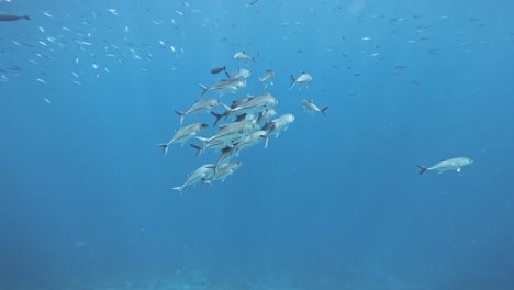 un grupo de grandes trevally nada lentamente a través de las aguas azules claras