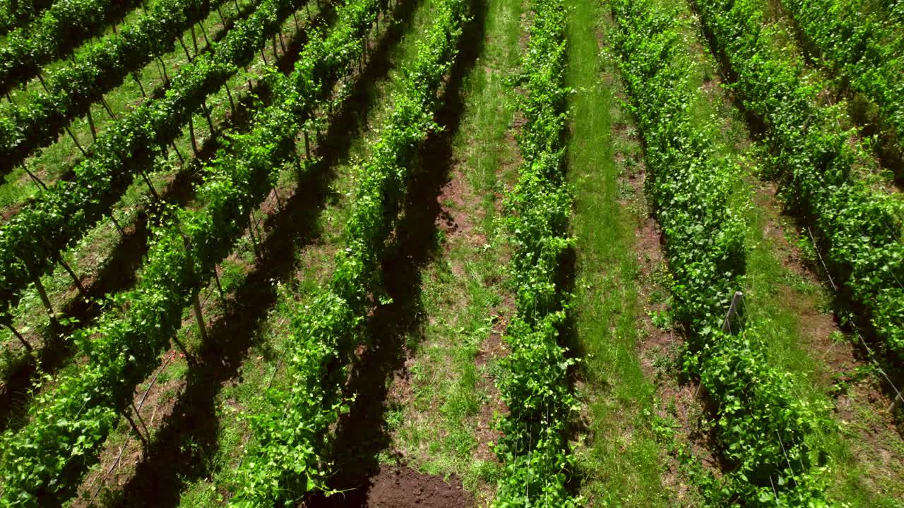 calicata en los viñedos del valle de malleco cerca del río chonchol en la región de araucania, chile