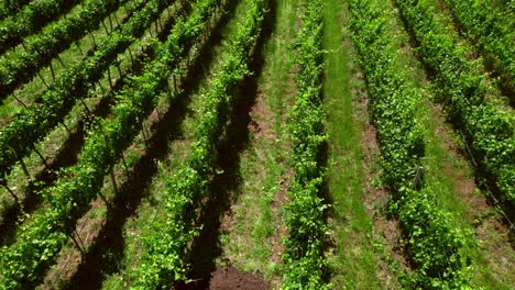 Calicata-In-The-Vineyards-In-The-Malleco-Valley-Near-The-Chonchol-River-In-Araucania-Region,-Chile