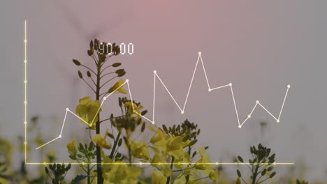 graph line animation over yellow flowers in natural outdoor setting