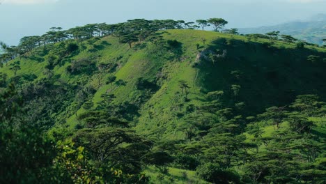 Exuberante-Ladera-Africana-Con-árboles-Dispersos