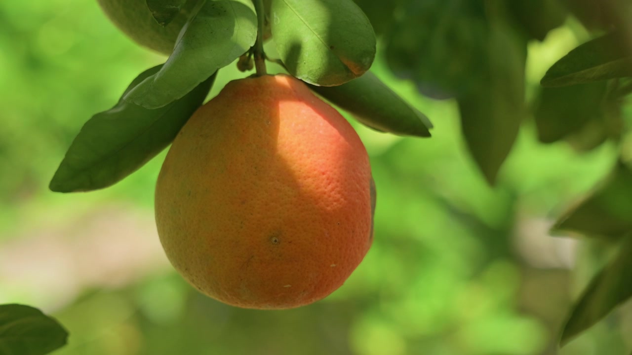 Primo piano cinematografico di un'arancia matura appesa a un sano albero di agrumi in un frutteto illuminato dal sole. La calda luce naturale esalta il colore vibrante e la texture del frutto, mentre il morbido fogliame verde crea uno sfondo bellissimo.