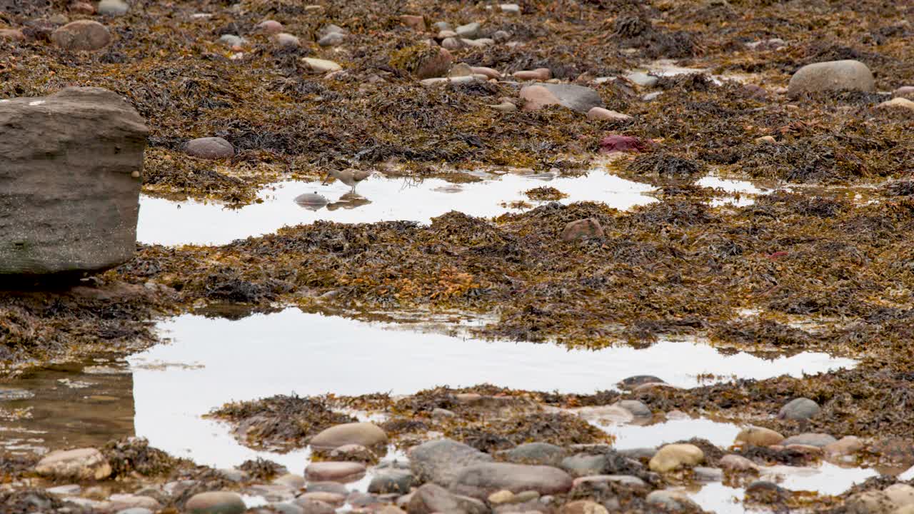 Redshank bird walks and forages on seaweed-covered shoreline, overcast daylight, steady medium shot