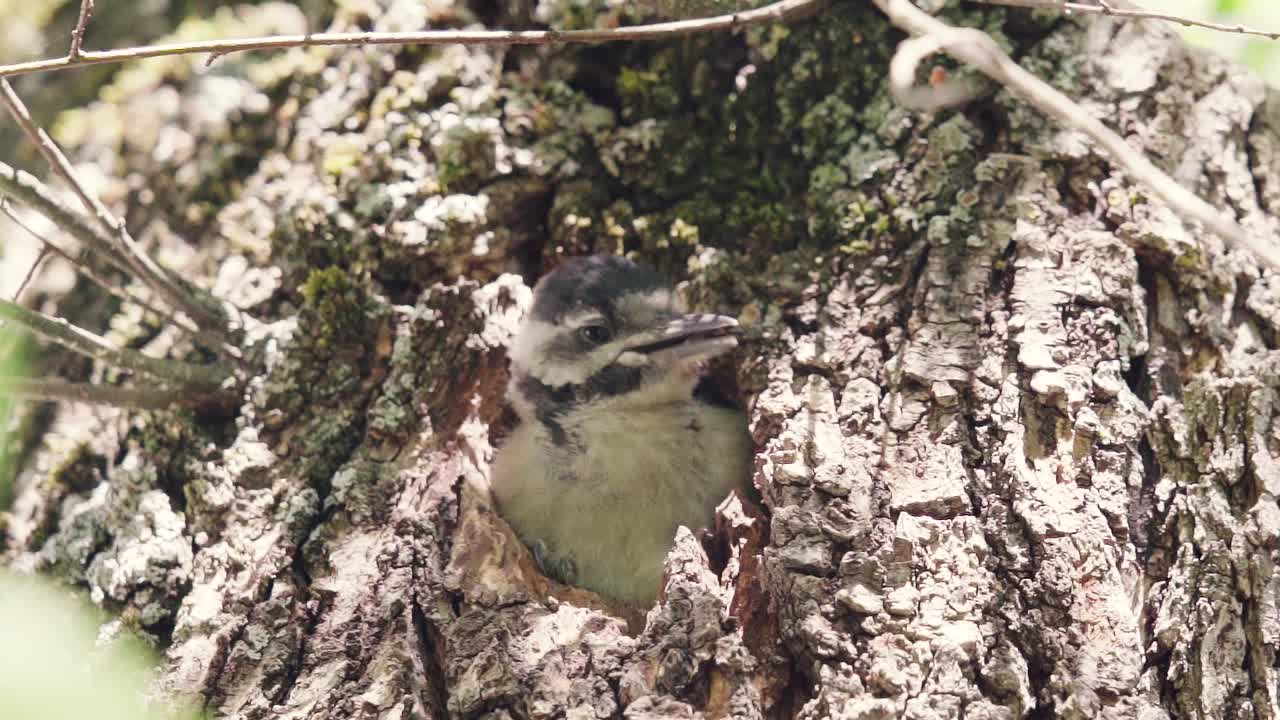 lindo bebé manchado pájaro carpintero twitteando y cantando en el agujero del nido del árbol, cámara lenta, islas canarias, españa, europa