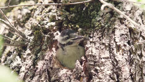 Lindo-Bebé-Manchado-Pájaro-Carpintero-Twitteando-Y-Cantando-En-El-Agujero-Del-Nido-Del-árbol,-Cámara-Lenta,-Islas-Canarias,-España,-Europa