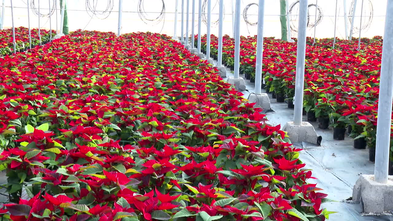 Poinsettia Greenhouse