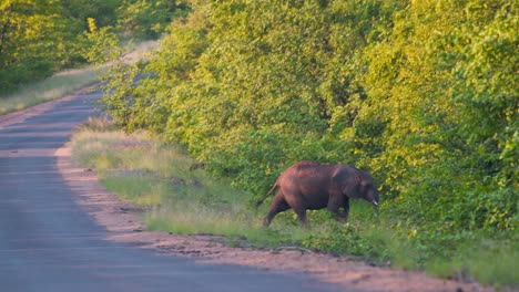 Einsamer-Afrikanischer-Elefant,-Der-Von-Der-Asphaltstraße-Ins-Buschdickicht-Verirrt