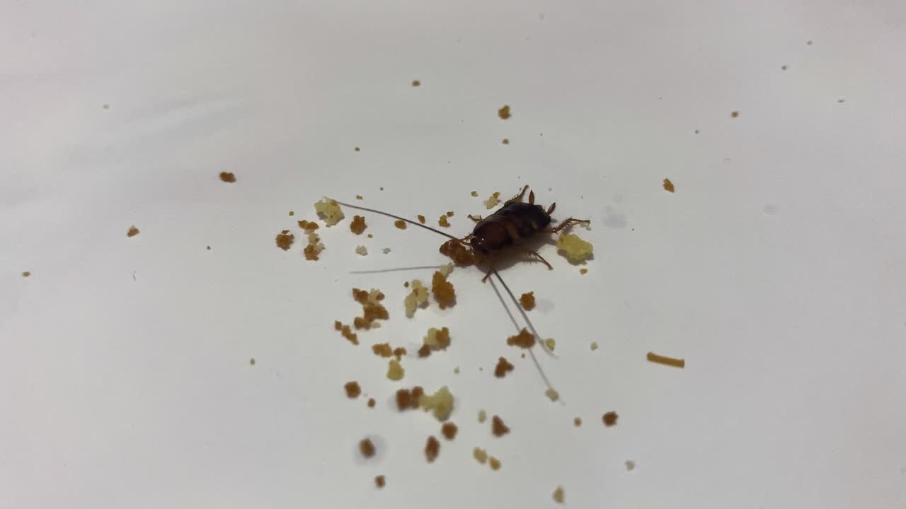 primer plano de una cucaracha bebé comiendo antes de escabullirse en el suelo blanco