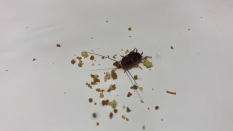 Primer-Plano-De-Una-Cucaracha-Bebé-Comiendo-Antes-De-Escabullirse-En-El-Suelo-Blanco