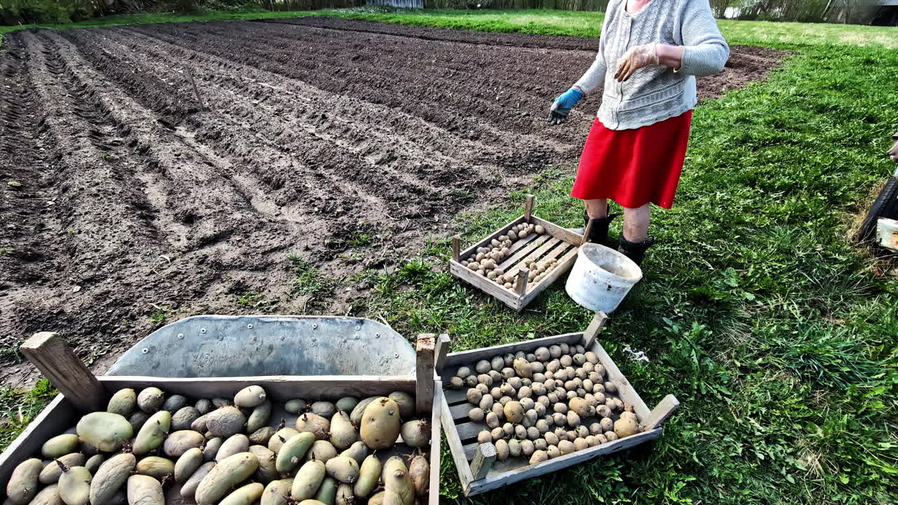 Elderly woman sorting seed potatoes in bucket next to a field in spring