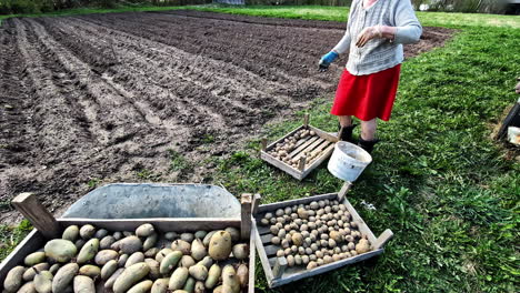 elderly woman sorting seed potatoes in bucket next to a field in spring