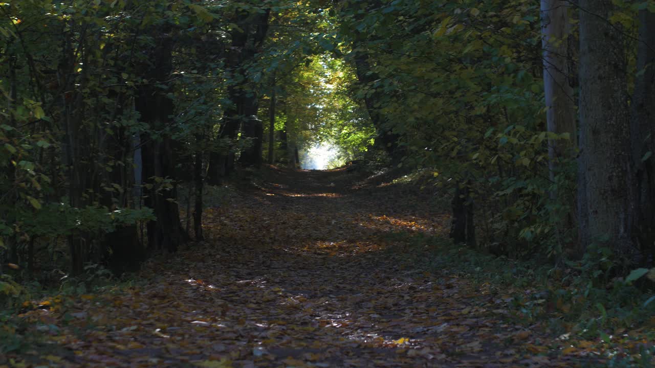 sendero forestal en un día soleado de otoño, toma amplia
