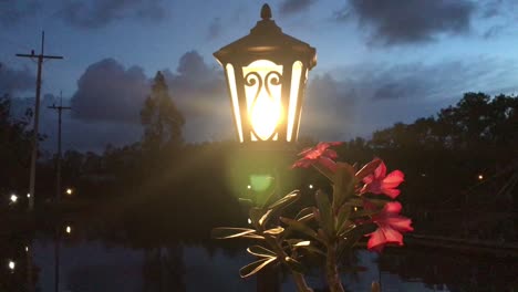 luz de la lámpara y la flor en el fondo de la noche