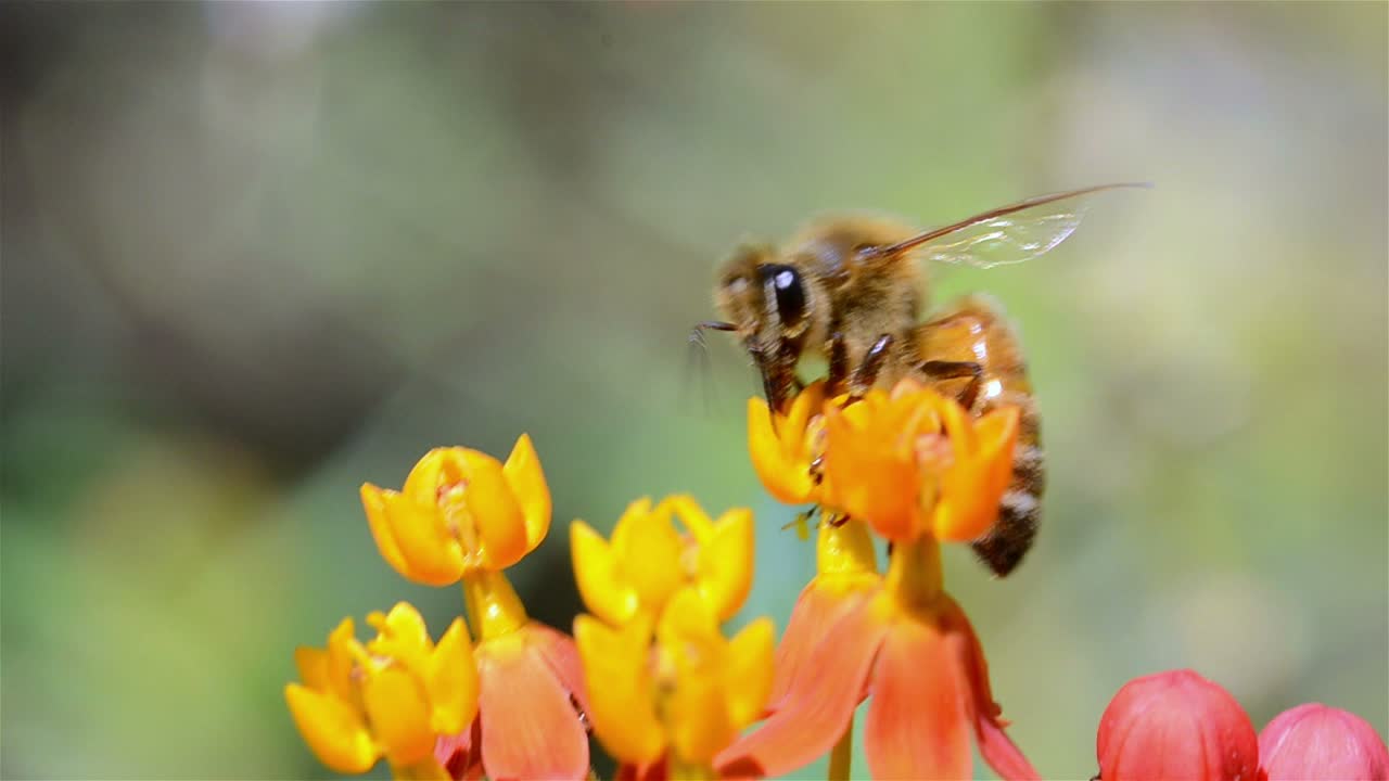 꿀벌에 수분을 공급하는 밀크위드 꽃 오크 뷰 캘리포니아에 있는 제왕나비의 유일한 먹이 공급원