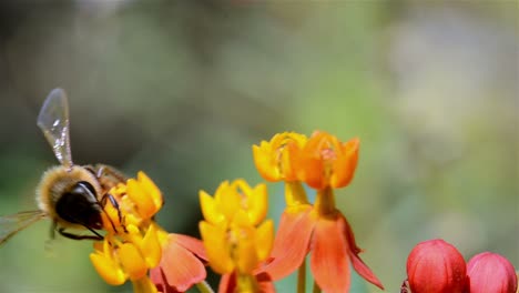 Biene-Pollenating-Milkweed-Blüht-Die-Einzige-Nahrungsquelle-Des-Monarchfalter-In-Eichenansicht-Kalifornien