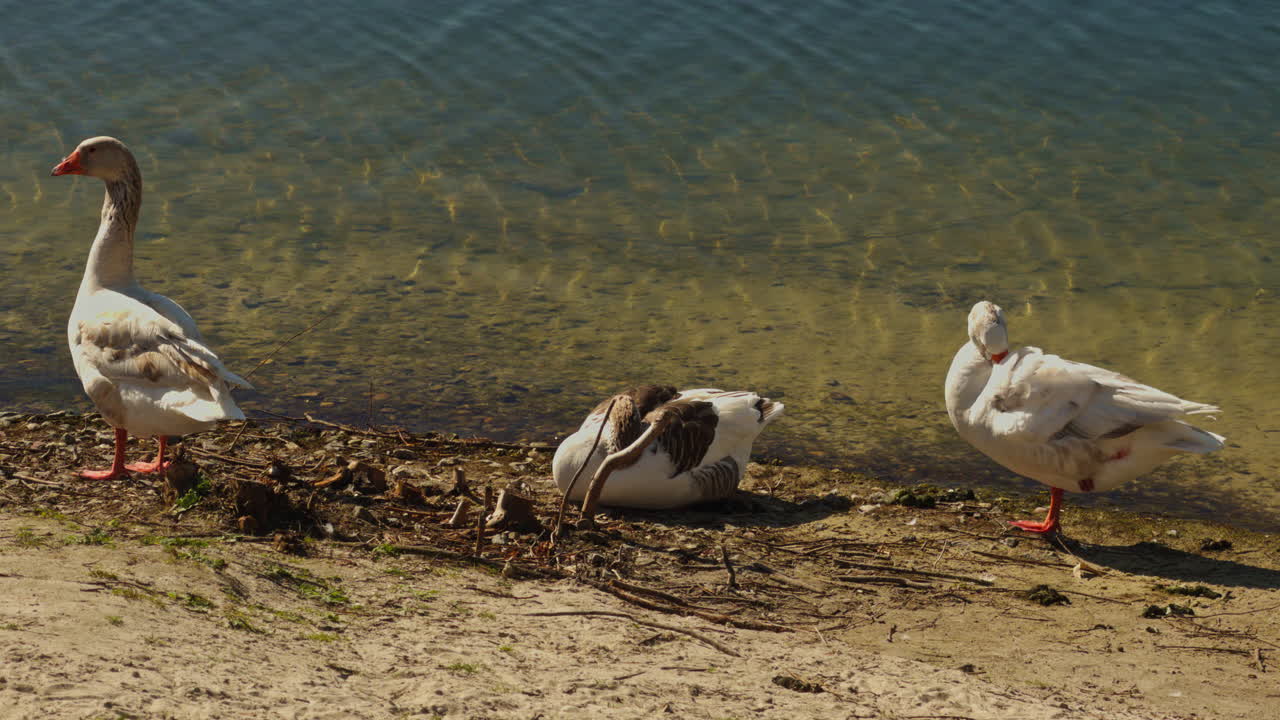 Oche e altri uccelli selvatici vicino all'acqua di uno stagno o lago in una giornata di sole, con la luce del sole che illumina la fauna e la natura.