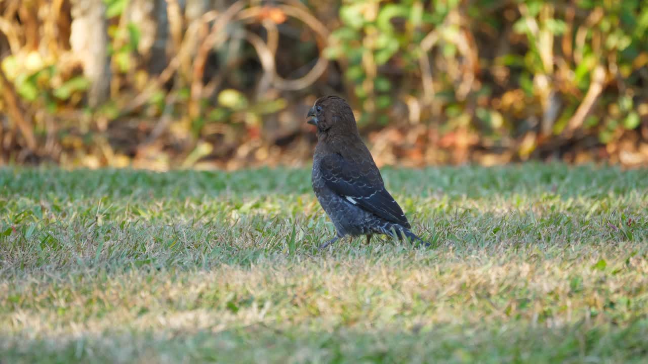 오후 그늘에서 푸른 잔디밭에 자리 잡은 남성 두꺼운 청구 위버