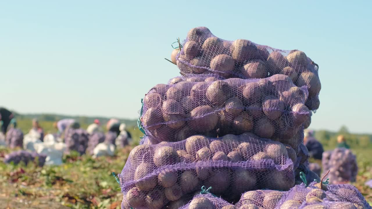Colheita de beterraba segurando alimentos orgânicos