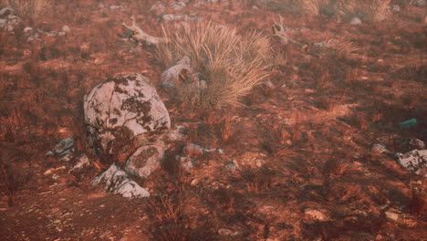 paisaje de hierba seca y rocas