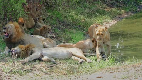 pride of lions rest in shade near waterhole as lioness stays alert protective of cubs