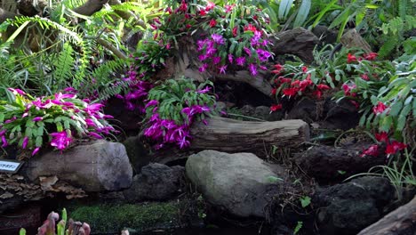 deslizador en cámara lenta sobre hermosas flores y rocas en un área natural